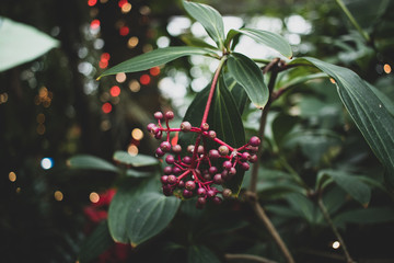 Tropical plants in a public garden and conservatory