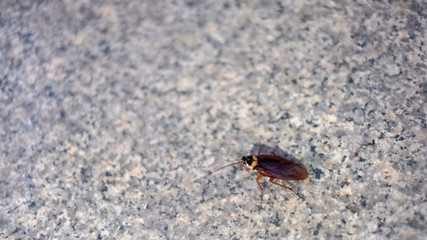 Cockroaches have one tentacle walking on the marble floor.