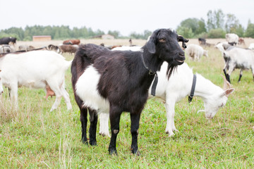 Obraz premium goat herd on green grass pasture summer background