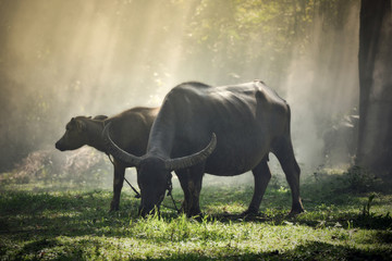 Buffalo dans la campagne sur le terrain - Mammifères animaux paissant des vaches noires de l& 39 eau de buffle d& 39 Asie