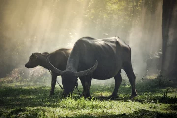 Papier Peint photo autocollant Buffle Buffalo dans la campagne sur le terrain - Mammifères animaux paissant des vaches noires de l& 39 eau de buffle d& 39 Asie