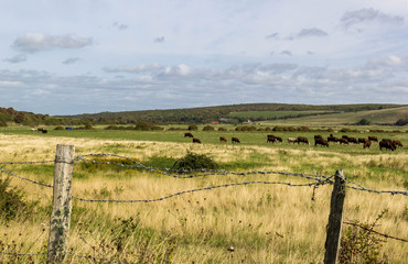 Herd of cows in countryside field