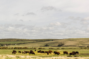 Fototapeta na wymiar Herd of cows in countryside field