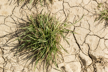 Cracked dry land surface background with green grass