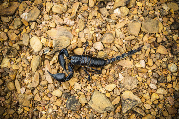 Emperor Scorpion on the ground / The black scorpion dead on the rock - Pandinus imperator