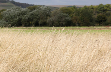 Meadow of tall dry grass