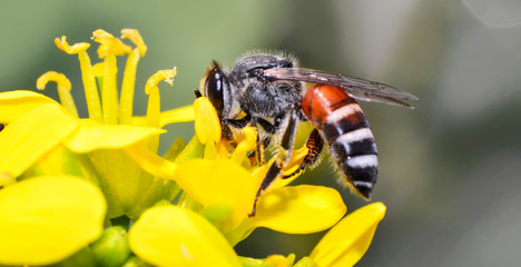 Insects bee on yellow flowers / Close up of bee collects pollen for honeybee in the garden
