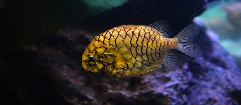 pineapple fish or Cleidopus gloriamaris / Underwater photography of pineapple fish yellow swimming