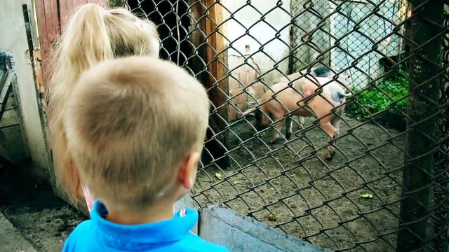 Children have fun at the farm. Journey to the farm, children becoming familiar with to little pigs. Children explore home animals on farm in the countryside.