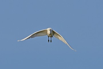 着地寸前のコサギ 