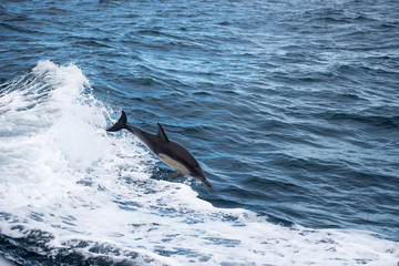 Dolphin, Phillip Island, Victoria