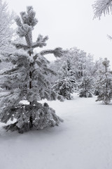 Trees in the city park are shrouded in fluffy hoarfrost and snow. Beautiful winter landscape.