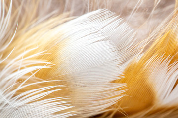 White, Brown, and Orange feathers from a ruffed grouse 