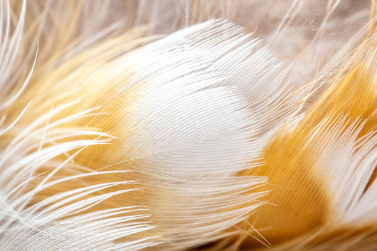 White, Brown, and Orange feathers from a ruffed grouse 