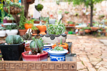 Succulent Cactus Plant In Garden. Small cactus in the flower pots on shelf furniture at the market street.