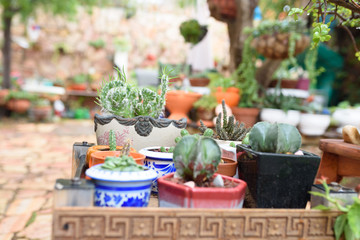 Succulent Cactus Plant In Garden. Small cactus in the flower pots on shelf furniture at the market street.