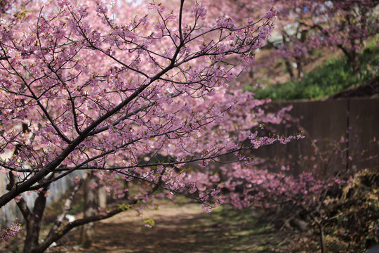 河津桜