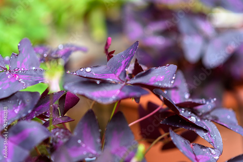 Amazing Beautiful Oxalis Triangularis Or False Shamrock