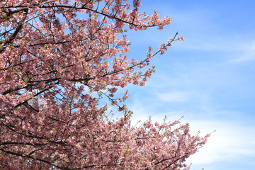河津桜