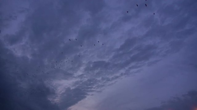 Hundreds of Fruit Bats (Order: Chiroptera, Suborder: Megachiroptera, Family: Pteropodidae, Genus: Pteropus) fly at dusk acoss a cloudy and darkening sky.