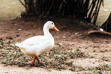 Duck walking on ground close up Sri Lanka