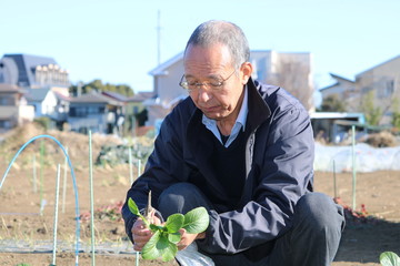 小松菜を収穫する男性
