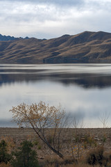 Tree on the shoreline of Topaz Lake on the Nevada California border, USA