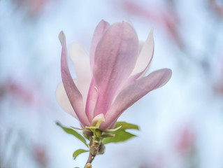 Fototapeta na wymiar Beautiful pink magnolia button on the blurred natural background