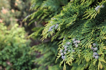 Flower on the pine tree