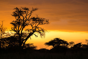 beautiful sunset in Serengeti African safari 