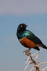 Obraz premium Lamprotornis superbus in Serengeti African safari 