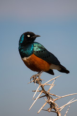 Lamprotornis superbus in Serengeti African safari 