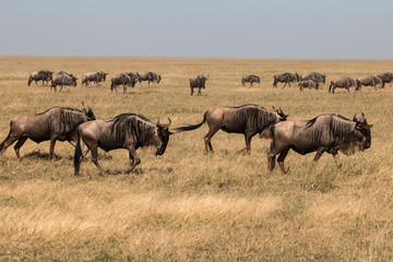 a group of gnu in Serengeti African safari 