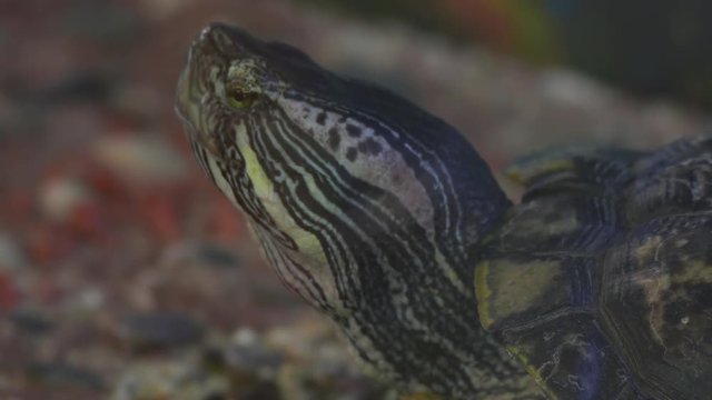 Red-eared slider turtle (Trachemys scripta elegans) moves its head in terrarium...Unmodified camera color.