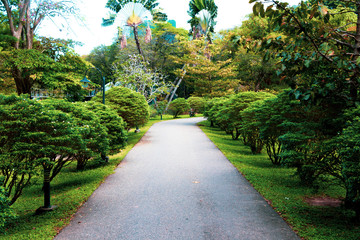 beautiful morning light in public park with green grass field and green fresh tree plant
