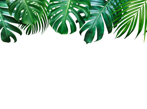 Fototapeta Summer tropical leaves on white background with copy space