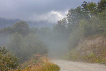 Fototapeta na wymiar Road height forest in fog and cloudy.