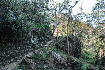 dark road in the forest