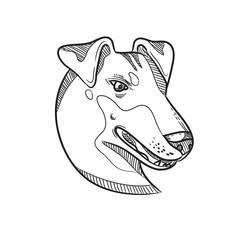 Manchester Terrier Head Drawing