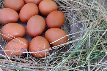 Chicken eggs in nest of straw on old wooden background.