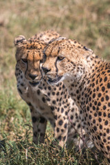 Cheetah in Serengeti African safari 