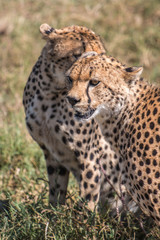 Naklejka na ściany i meble Cheetah in Serengeti African safari 