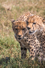 Cheetah in Serengeti African safari 