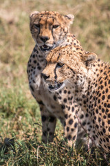 Naklejka na ściany i meble Cheetah in Serengeti African safari 