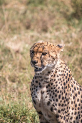 Cheetah in Serengeti African safari 