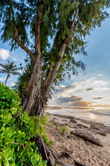Pine trees, palm trees and tropical vegetation at sunset on Sunset Beach on the North Shore of Oahu, Hawaii