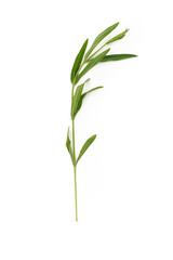 Fototapeta na wymiar Tarragon herbs close up isolated on white background 