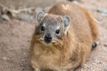 Cape Hyrax ( Rock Hyrax )  in Serengeti 