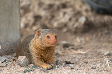 mongoose in Serengeti African safari