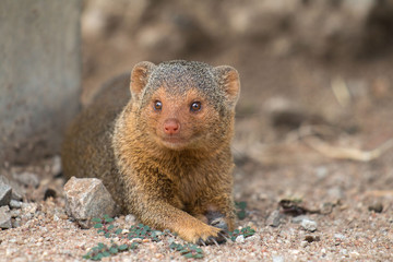 mongoose in Serengeti African safari